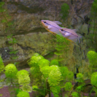 Dans le sillage des requins - Aquarium de la Porte Dorée - Paris 2010