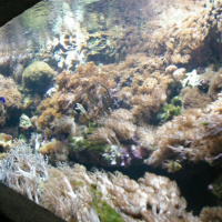 Dans le sillage des requins - Aquarium de la Porte Dorée - Paris 2010