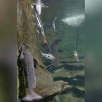 Dans le sillage des requins - Aquarium de la Porte Dorée - Paris 2010