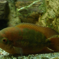 Dans le sillage des requins - Aquarium de la Porte Dorée - Paris 2010
