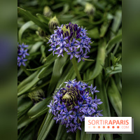 Le Jardin Alpin caché du Jardin des Plantes