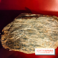 Arts et Préhistoire, l'exposition de peintures rupestres au Musée de l'Homme - nos photos