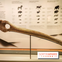 Arts et Préhistoire, l'exposition de peintures rupestres au Musée de l'Homme - nos photos