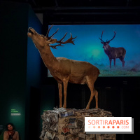 Musicanimale, l'exposition à la Philharmonie