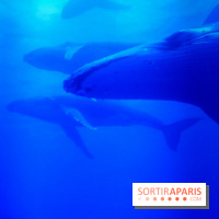 Musicanimale, l'exposition à la Philharmonie