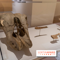 Picasso et la Préhistoire, les photos de l'exposition au Musée de l'Homme