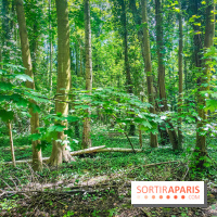 Le Hangar Y à Meudon, nos photos - forêt 
