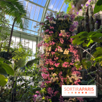 Orchidées - jardin des plantes