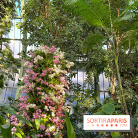 Orchidées - jardin des plantes
