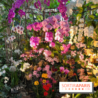 Orchidées - jardin des plantes