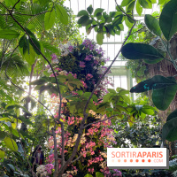 Orchidées - jardin des plantes