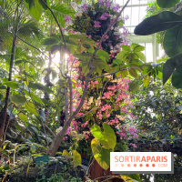 Orchidées - jardin des plantes