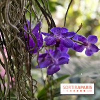 Orchidées - jardin des plantes