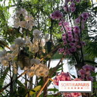 Orchidées - jardin des plantes