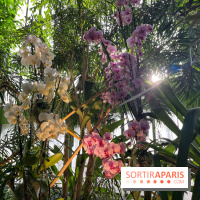 Orchidées - jardin des plantes