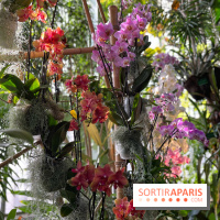 Orchidées - jardin des plantes
