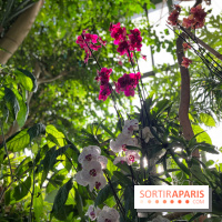 Orchidées - jardin des plantes