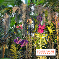 Orchidées - jardin des plantes