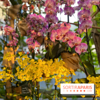 Orchidées - jardin des plantes