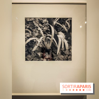 Exposition Paul Strand ou l'équilibre des forces, un voyage en photos à la Fondation HCB - IMG20230213152919