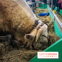 Salon de l'agriculture 2023