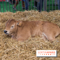 Salon de l'agriculture 2023