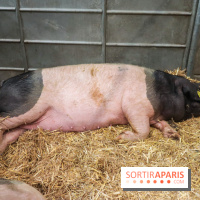 Salon de l'agriculture 2023