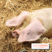 Salon de l'agriculture 2023 - 20230227155706 IMG 3930 (1)