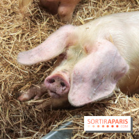 Salon de l'agriculture 2023 - 20230227155646 IMG 3928