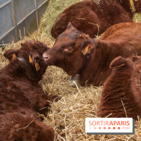 Salon de l'agriculture 2023 - 20230227154759 IMG 3915