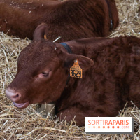 Salon de l'agriculture 2023