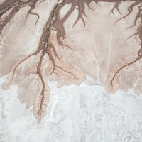 Trouble, l'exposition intriguante au Patronage Laïque Jules Vallès ! - VOGEL Franck video tree of life