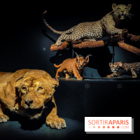 Félins, l'exposition qui nous fait craquer au Muséum national d'Histoire naturelle - photos