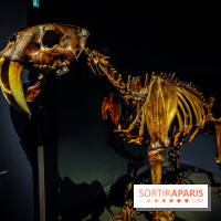 Félins, l'exposition qui nous fait craquer au Muséum national d'Histoire naturelle - photos - IMG20230321100015