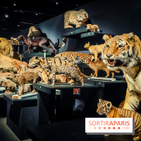 Félins, l'exposition qui nous fait craquer au Muséum national d'Histoire naturelle - photos - IMG20230321100418