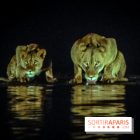 Félins, l'exposition qui nous fait craquer au Muséum national d'Histoire naturelle - photos - IMG20230321095734