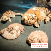 Félins, l'exposition qui nous fait craquer au Muséum national d'Histoire naturelle - photos - IMG20230321101951