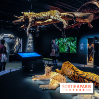 Félins, l'exposition qui nous fait craquer au Muséum national d'Histoire naturelle - photos - IMG20230321101832