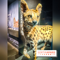 Félins, l'exposition qui nous fait craquer au Muséum national d'Histoire naturelle - photos - IMG20230321100758