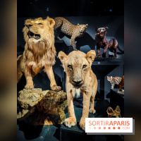 Félins, l'exposition qui nous fait craquer au Muséum national d'Histoire naturelle - photos