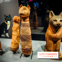 Félins, l'exposition qui nous fait craquer au Muséum national d'Histoire naturelle - photos - IMG20230321104649