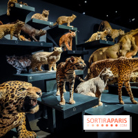 Félins, l'exposition qui nous fait craquer au Muséum national d'Histoire naturelle - photos - IMG20230321102209