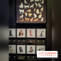 Félins, l'exposition qui nous fait craquer au Muséum national d'Histoire naturelle - photos