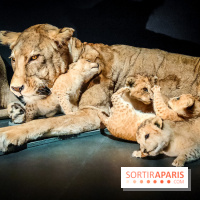Félins, l'exposition qui nous fait craquer au Muséum national d'Histoire naturelle - photos