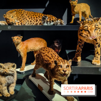 Félins, l'exposition qui nous fait craquer au Muséum national d'Histoire naturelle - photos