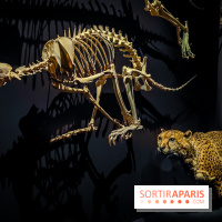 Félins, l'exposition qui nous fait craquer au Muséum national d'Histoire naturelle - photos - IMG20230321102049