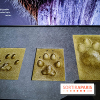 Félins, l'exposition qui nous fait craquer au Muséum national d'Histoire naturelle - photos - IMG20230321101550