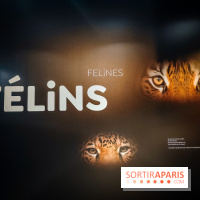 Félins, l'exposition qui nous fait craquer au Muséum national d'Histoire naturelle - photos