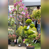 Les journées des plantes & Art  - 0S6A4145