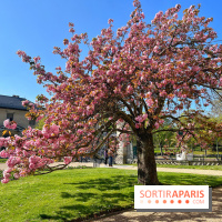 Cerisier - Jardin des Serres d'Auteuil - IMG 1493